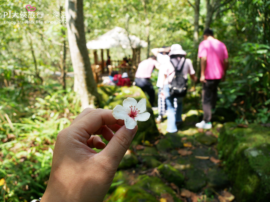 PJ大俠嘉義旅遊阿里山景點樂野來吉山豬部落