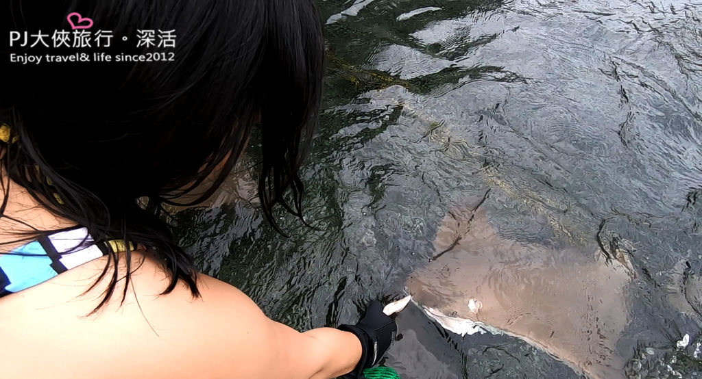 PJ大俠新加坡水上探險樂園魟魚灣餵食