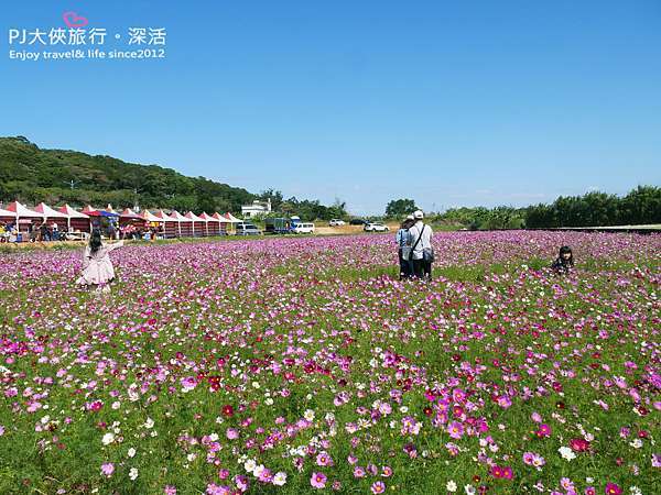 桃園 桃園花彩節11月限定大片波斯菊喜相逢 楊梅展區僅到11 8號喔 桃園冬季11 12月份花海花季攻略 Pj大俠愛旅行 深活 痞客邦