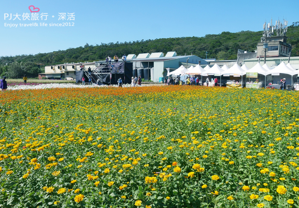 桃園 桃園花彩節11月限定大片波斯菊喜相逢 楊梅展區僅到11 8號喔 桃園冬季11 12月份花海花季攻略 Pj大俠愛旅行 深活 痞客邦