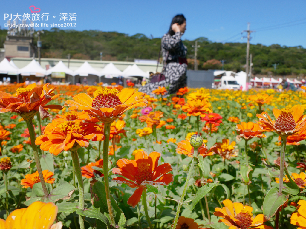 桃園 桃園花彩節11月限定大片波斯菊喜相逢 楊梅展區僅到11 8號喔 桃園冬季11 12月份花海花季攻略 Pj大俠愛旅行 深活 痞客邦