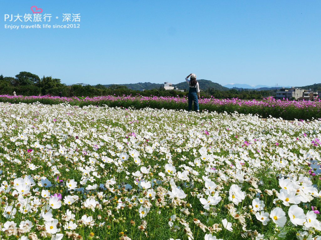 桃園 桃園花彩節11月限定大片波斯菊喜相逢 楊梅展區僅到11 8號喔 桃園冬季11 12月份花海花季攻略 Pj大俠愛旅行 深活 痞客邦 桃園 桃園花彩節11月限定大片波斯菊喜相逢 楊梅展區僅到11 8號喔 桃園冬季11 12月份花海花季攻略 Pj大俠愛旅行 深活 痞客邦