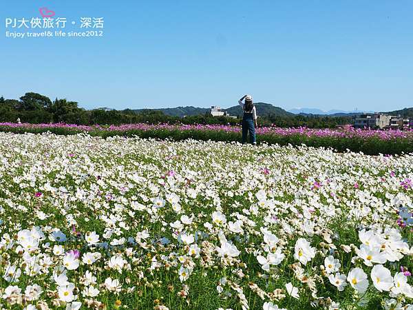 桃園 桃園花彩節11月限定大片波斯菊喜相逢 楊梅展區僅到11 8號喔 桃園冬季11 12月份花海花季攻略 Pj大俠愛旅行 深活 痞客邦