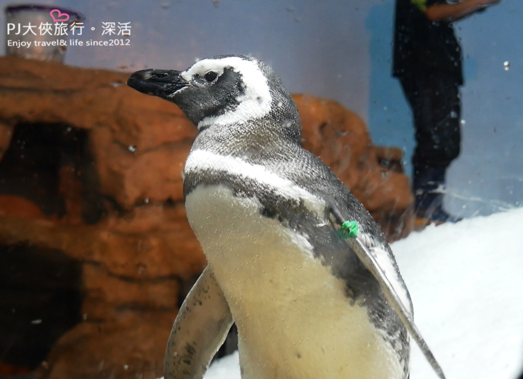 桃園新景點Xpark水族館門票多少錢價格優惠線上折扣票券價錢都會水族室內景點打卡熱門介紹必去過年年節連假