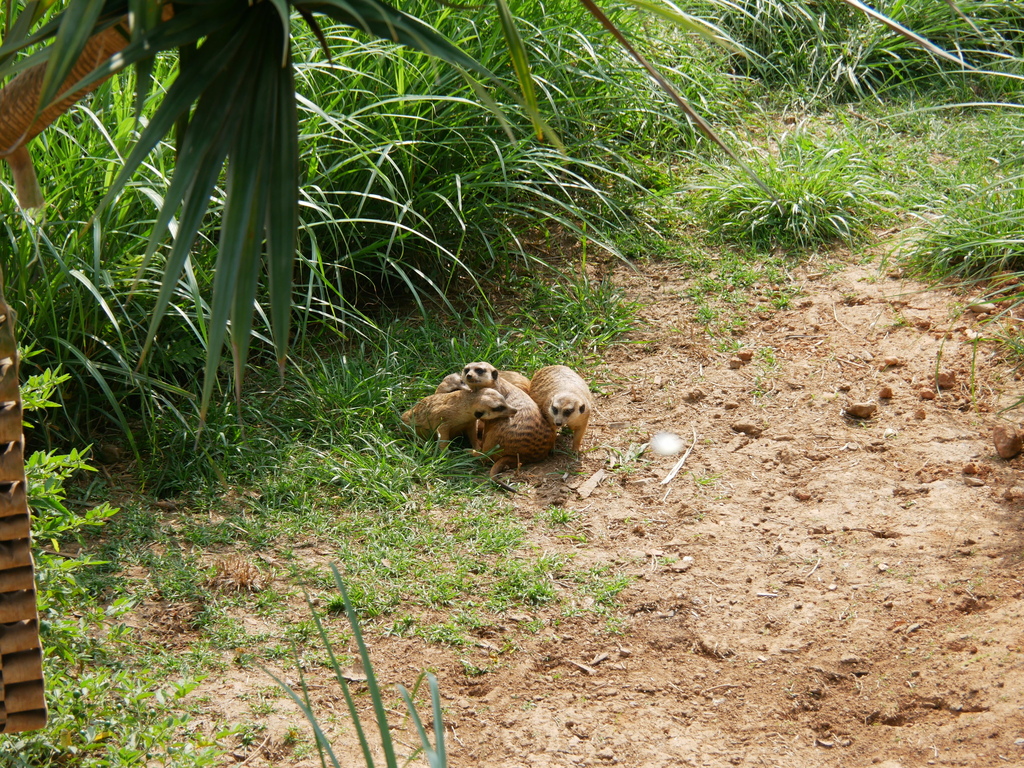 新竹景點關西六福莊旅館飯店六福村動物園