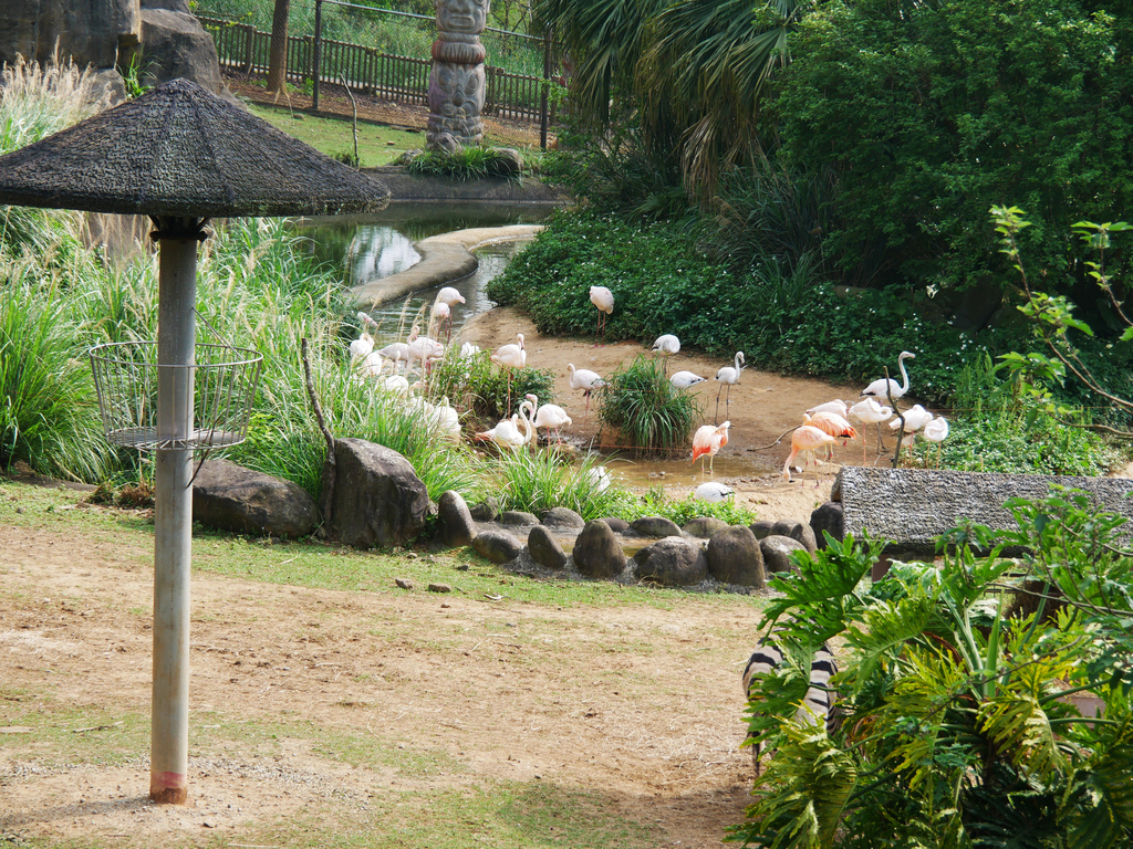 新竹景點關西六福莊旅館飯店六福村動物園