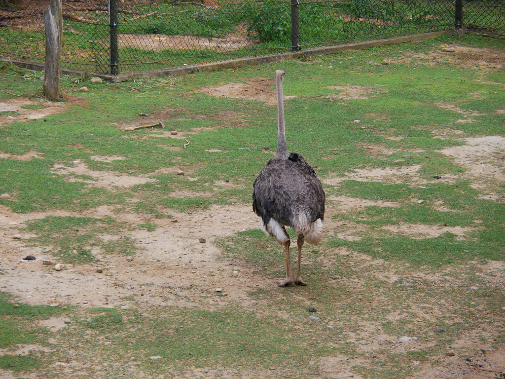 新竹景點關西六福莊旅館飯店六福村動物園