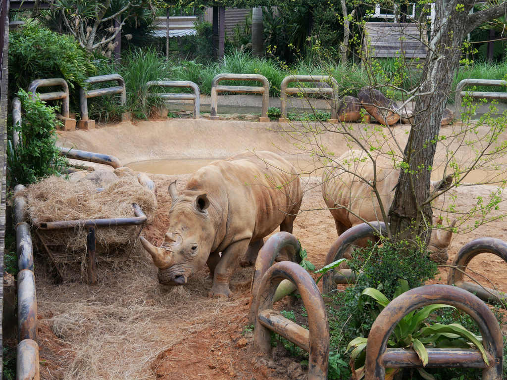 新竹景點關西六福莊旅館飯店六福村動物園