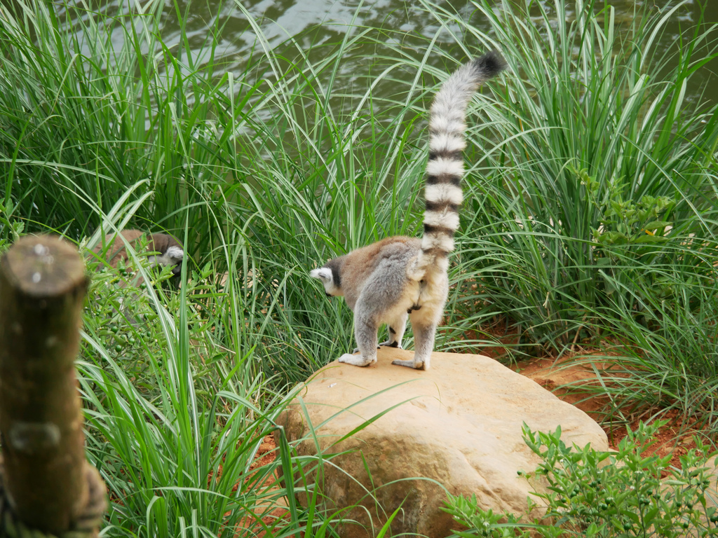 新竹景點關西六福莊旅館飯店六福村動物園