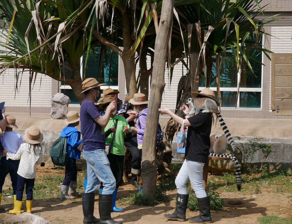 新竹景點關西六福莊旅館飯店六福村動物園