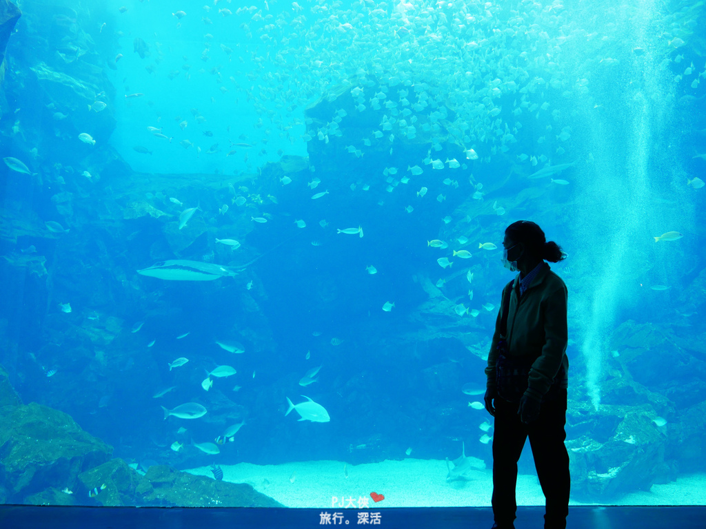 桃園水族館COZZI和逸飯店步行走路可以到Xpark住宿過夜推薦