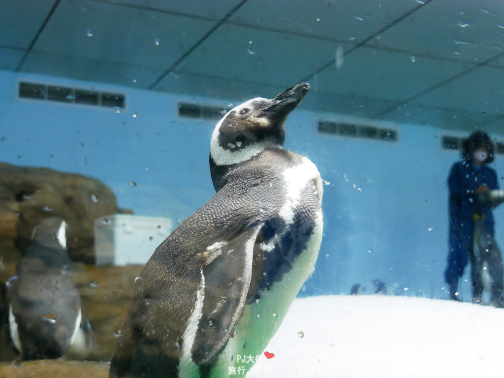 桃園水族館COZZI和逸飯店步行走路可以到Xpark住宿過夜推薦