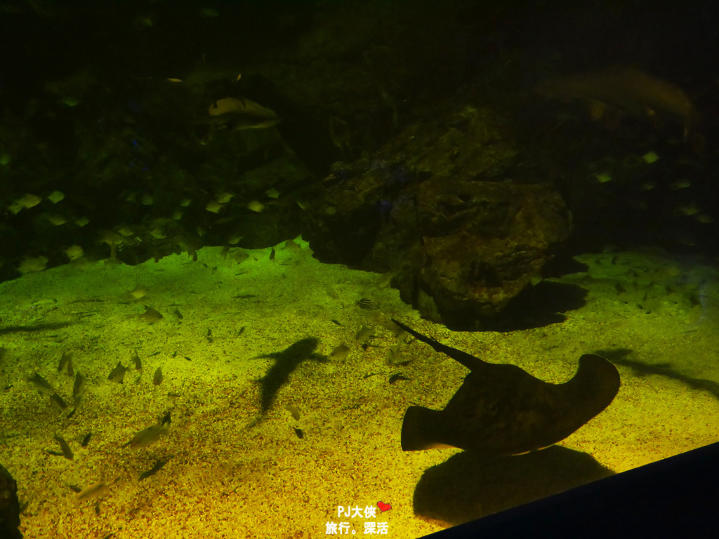 桃園Xpark水族館夜宿體驗線上優惠折扣多少錢價錢價格過夜一泊三食宿海奇遇和逸飯店餐廳逸市集