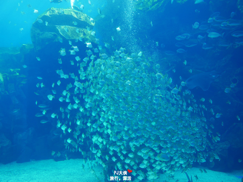 桃園Xpark水族館夜宿體驗線上優惠折扣多少錢價錢價格過夜一泊三食宿海奇遇和逸飯店餐廳逸市集