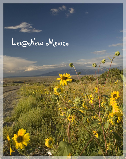 sunflower at roadside