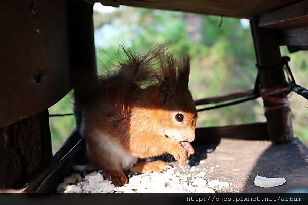 Letna Park-園景-松鼠4.JPG Letna Park-園景-松鼠4.JPG