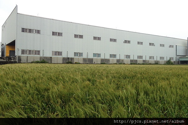 潭雅神綠園道路跑-路線上的麥田.JPG 潭雅神綠園道路跑-路線上的麥田.JPG