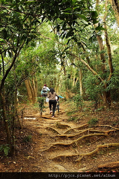 朋集山-林道樹階梯.JPG