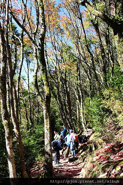 梢來山-楓葉林道.JPG 梢來山-楓葉林道.JPG