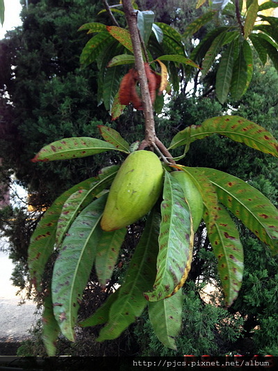 南僑食品園區-仙桃.JPG 南僑食品園區-仙桃.JPG