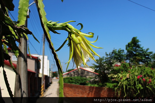 同興老街-火龍果花.JPG 同興老街-火龍果花.JPG