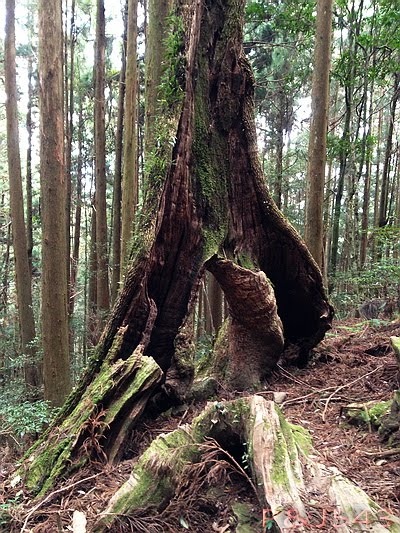 加里山-巨木.JPG