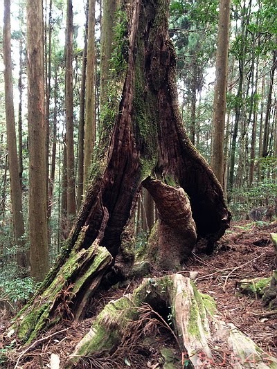 加里山-巨木.JPG
