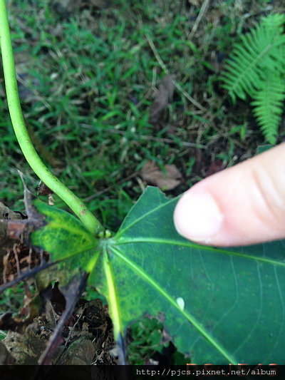 十八尖山-植物-千年桐2.JPG 十八尖山-植物-千年桐2.JPG