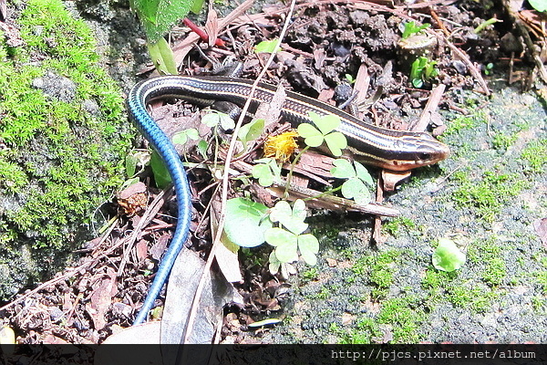 十八尖山-石龍子.jpg 十八尖山-石龍子.jpg