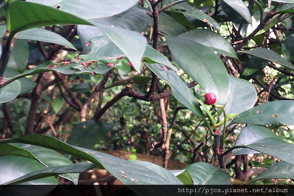 十八尖山-植物-九節木.JPG 十八尖山-植物-九節木.JPG