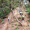 鶯歌山-林道.JPG