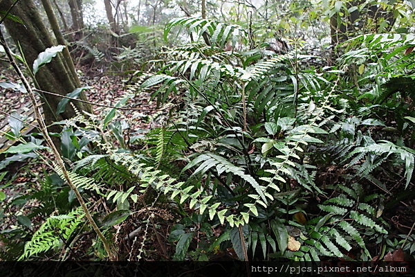 白雞三山-植物1.JPG