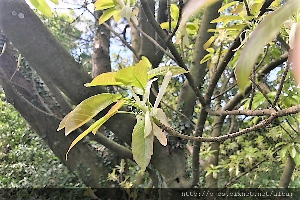 石光古道-不知名的花.JPG 石光古道-不知名的花.JPG