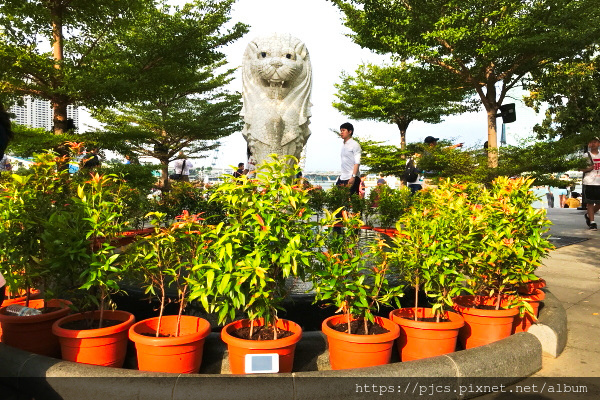 迷你魚尾獅.JPG 迷你魚尾獅.JPG