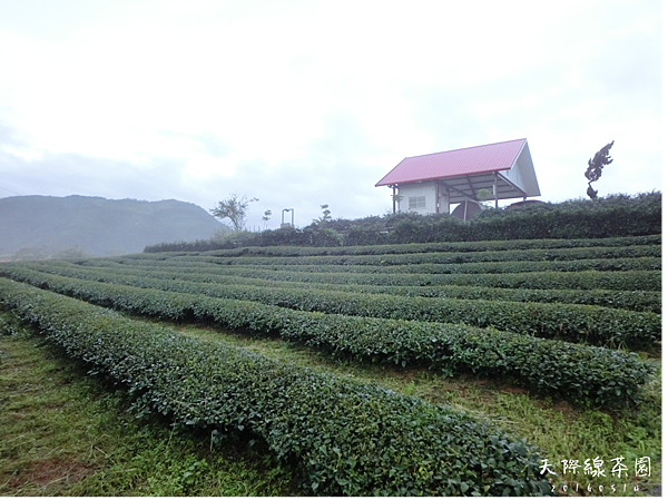 4.天際線茶園.png