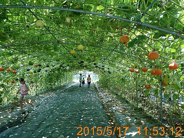 屯山里南瓜隧道