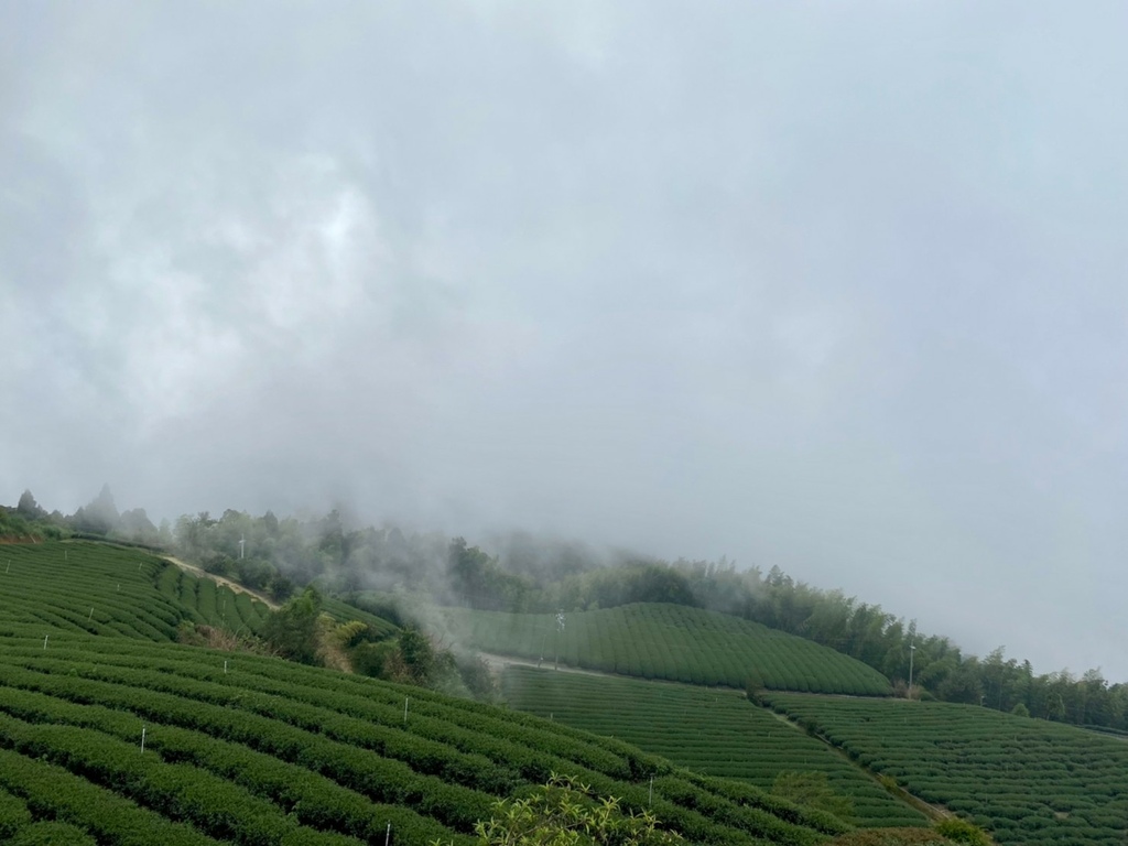 【雲林。古坑景點】[雲嶺之丘]免門票/親子旅遊推薦/沐浴在雲