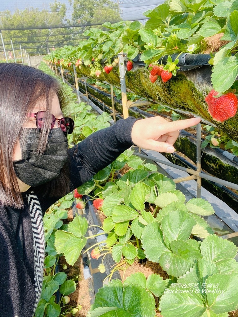 草莓12.jpg