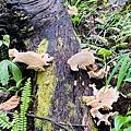 藤枝20.jpg