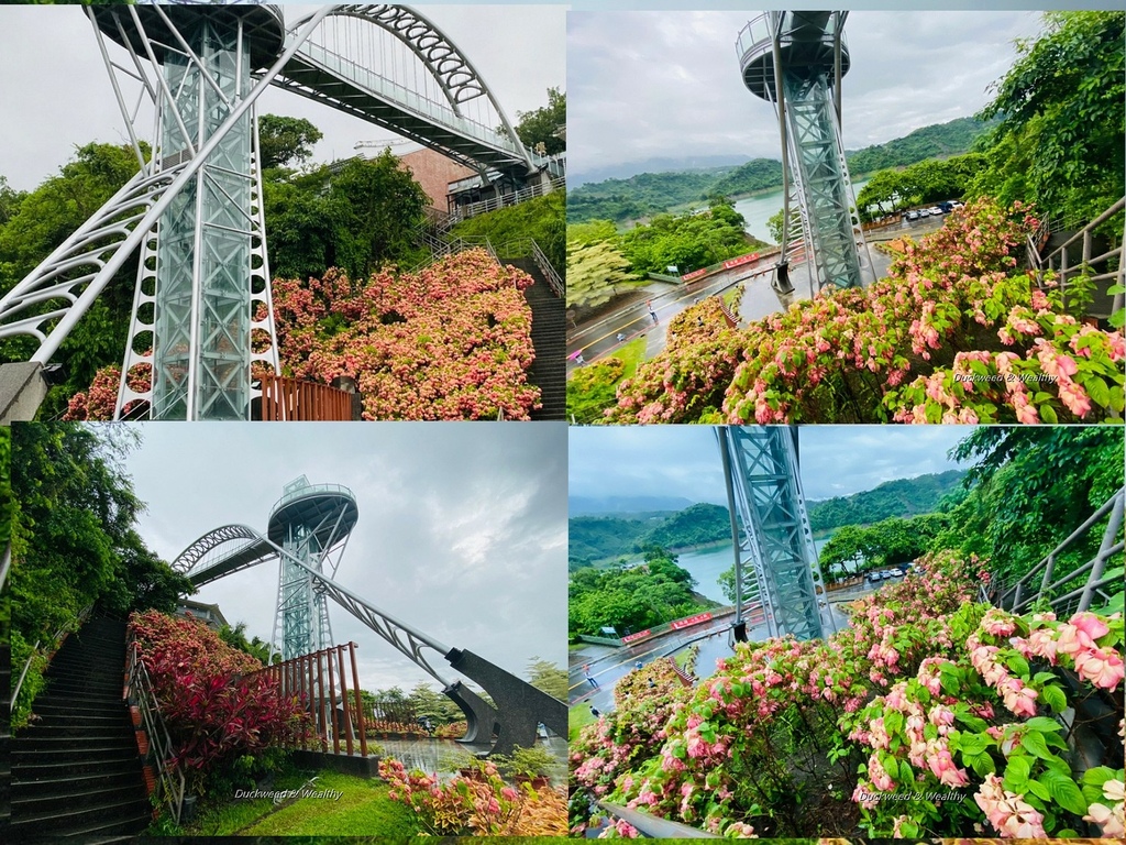 台南,曾文水庫風景區,楠西景點,台南景點,曾文之眼,粉萼花,網美景點,粉葉金花,賞花,觀景樓,台南旅遊