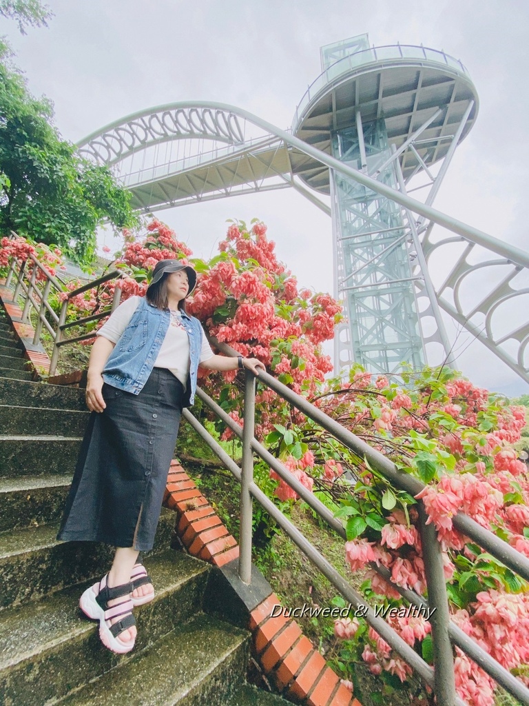 粉萼花6.jpg