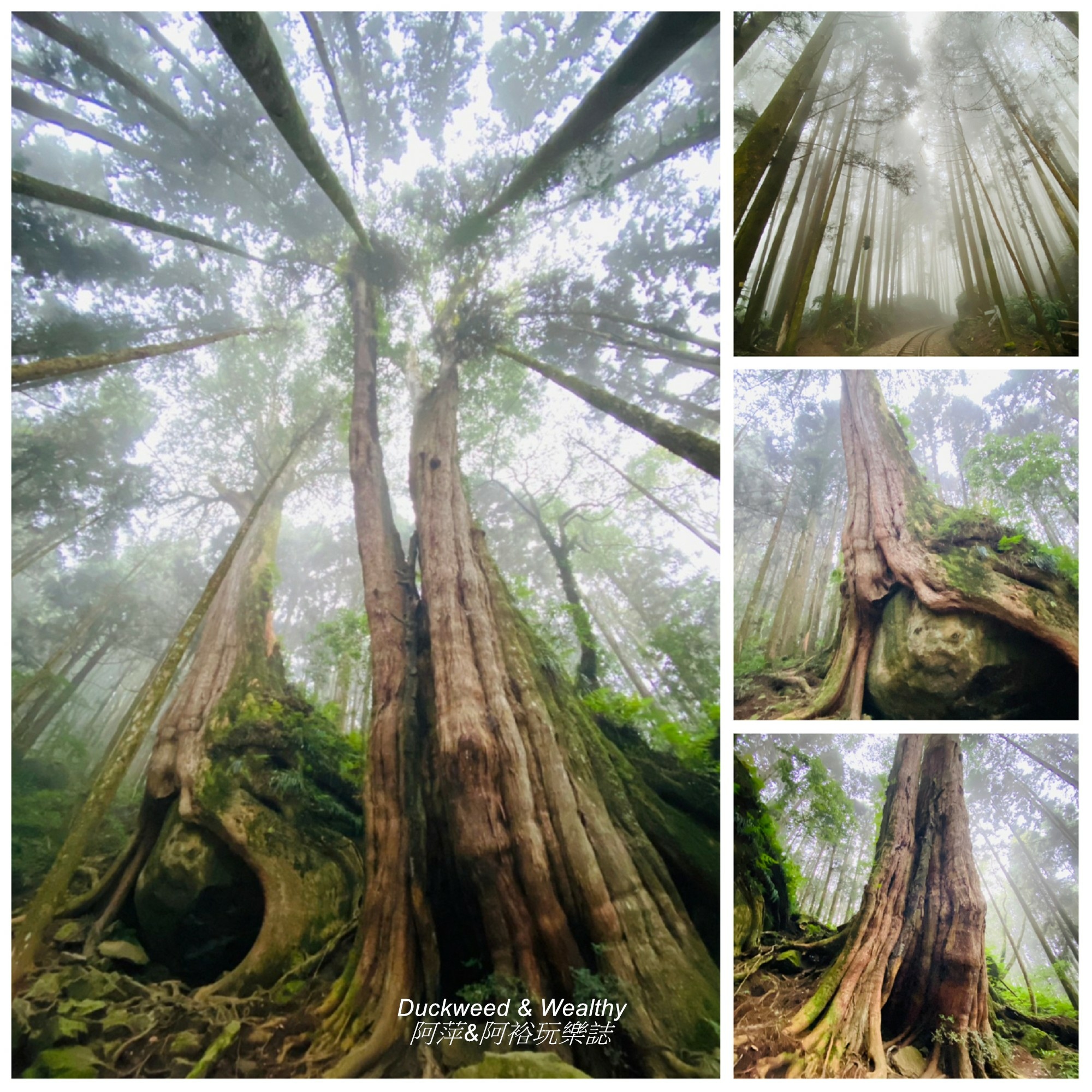 ,嘉義,嘉義景點,阿里山,二萬坪,二萬平,阿里山景點,樹抱石,夫妻樹,神木,步道,阿里山公路,台灣好行,