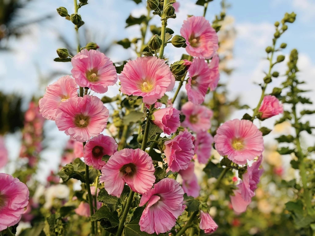 台南,台南活動,學甲,蜀葵花文化節,台南賞花,2023學甲蜀葵花文化節,學甲蜀葵,老塘湖藝術村,台南景點,台南熱門資訊