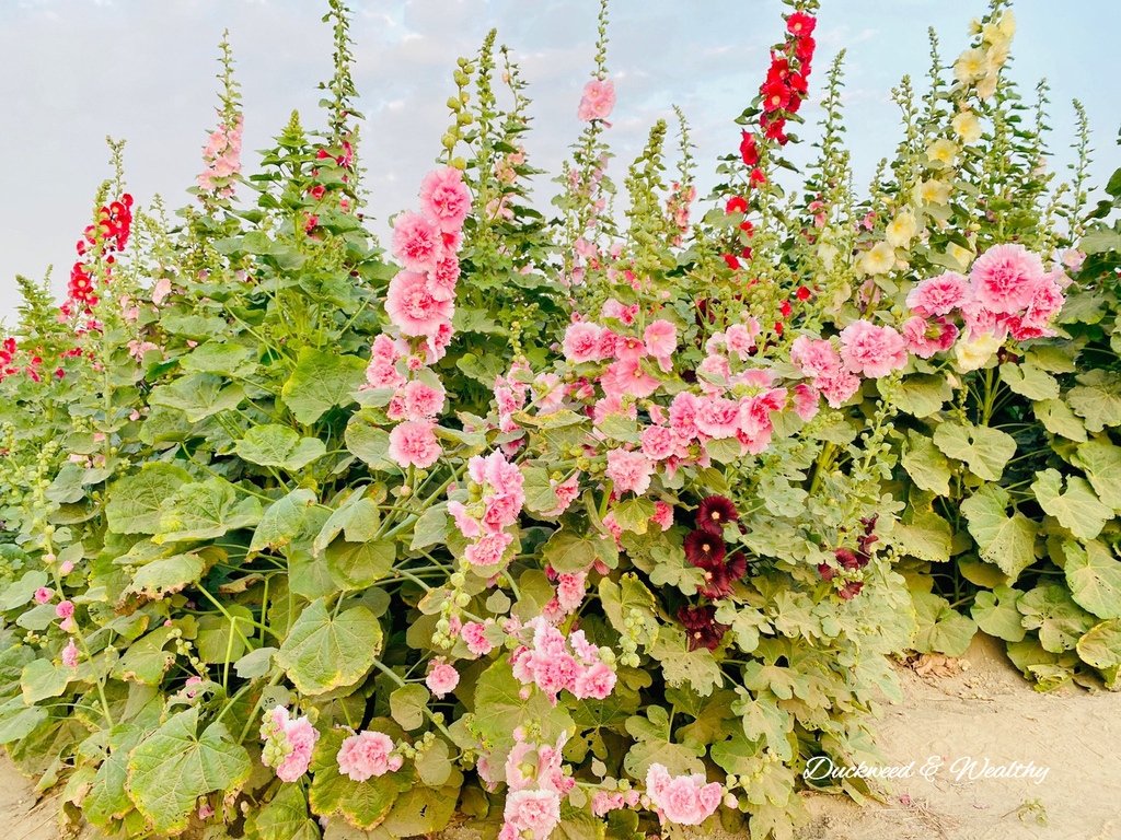 【台南學甲景點】學甲蜀葵花文化節推薦| 漫步在蜀葵花五顏六色