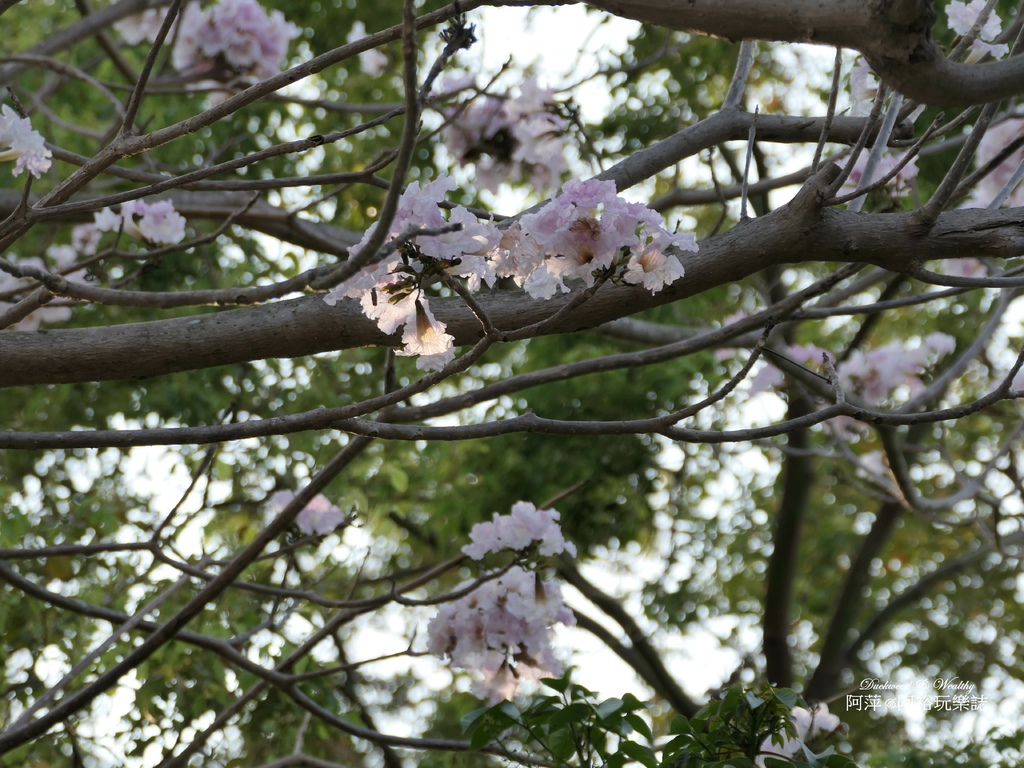 【台南佳里景點】》「蕭壠文化園區」免門票推薦|結合藝術展覽與