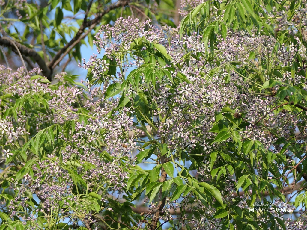 【台南佳里景點】》「蕭壠文化園區」免門票推薦|結合藝術展覽與