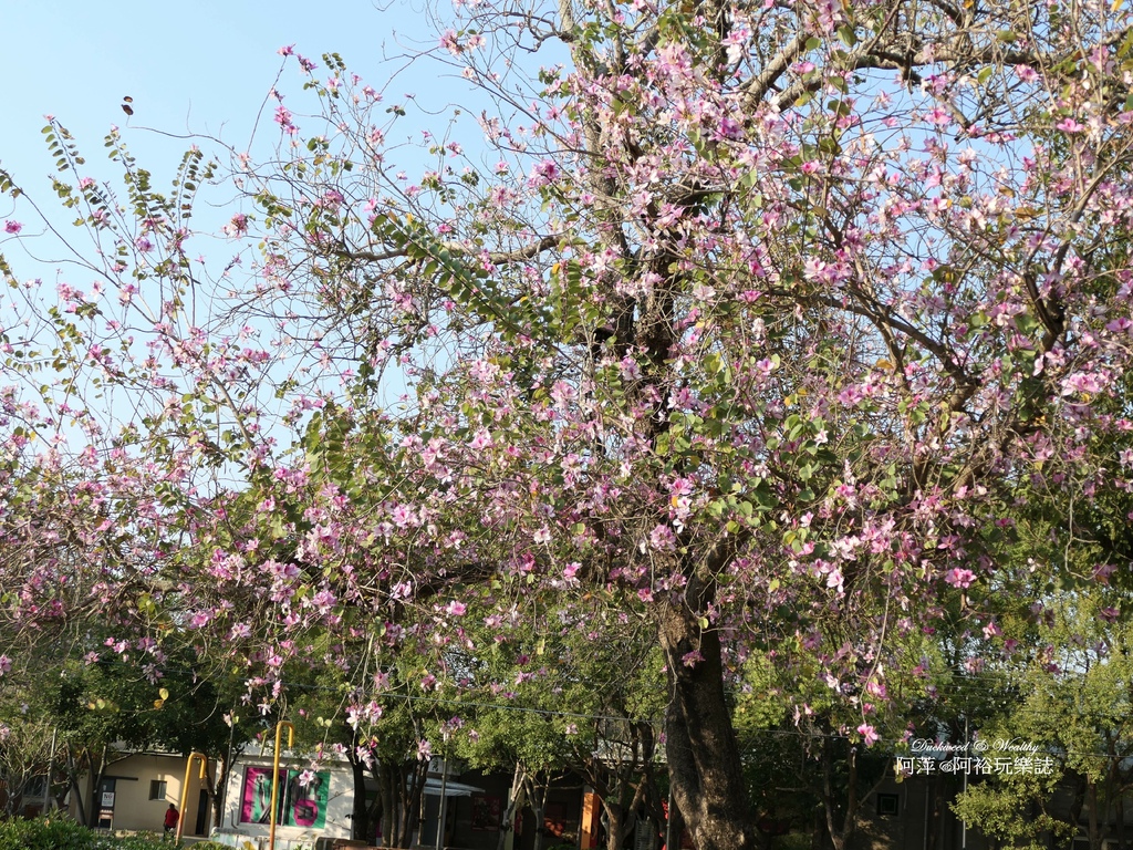 【台南佳里景點】》「蕭壠文化園區」免門票推薦|結合藝術展覽與