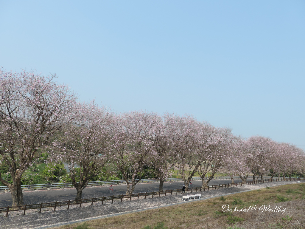 【台南景點】「烏山頭水庫」南洋櫻盛開賞櫻推薦∣走在香榭大道飄