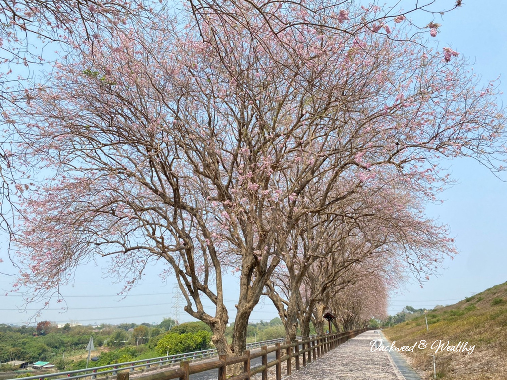 【台南景點】「烏山頭水庫」南洋櫻盛開賞櫻推薦∣走在香榭大道飄