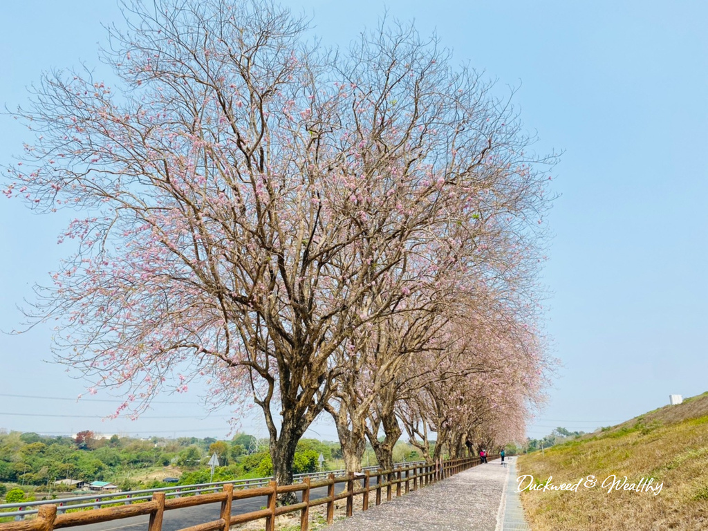 【台南景點】「烏山頭水庫」南洋櫻盛開賞櫻推薦∣走在香榭大道飄